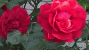 Майское цветение молодой  плетистой розы Сантана..mp4