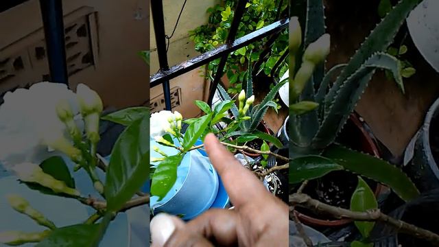 floreció la plantita de Gardenia video(#2) acompañame a ver crecer está belleza.🌸🌱 смотреть онлайн