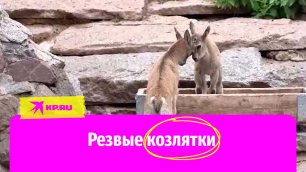 Детеныши дагестанского тура докучают друг другу в Московском зоопарке