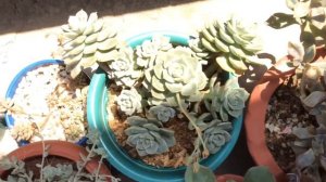 Succulent collection tour ll 2018