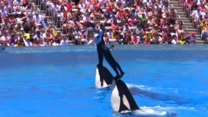 Seaworld SHAMU Killer Whale Show(720P_HD).mp4