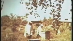 Пчеловодство селекция в СССР.И не было Бакфаст и Карники