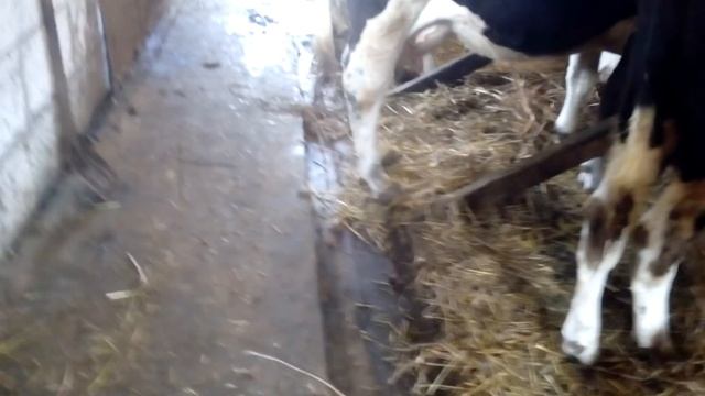 Как правильно построить сарай для крс)Удобный коровник)) недостатки коровника) хлев итоги зимы