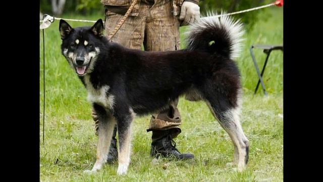Восточносибирская лайка смотреть онлайн