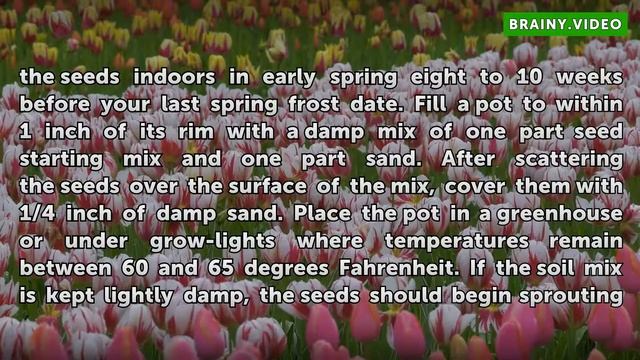 How to Propagate Echium смотреть онлайн