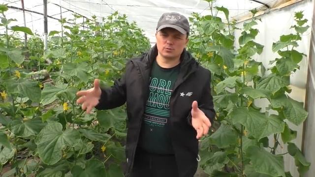 Выращивание ранних огурцов на двух плоскостях в одном ряду! смотреть онлайн