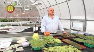Как вырастить вкусную МИКРОЗЕЛЕНЬ в вашем огороде