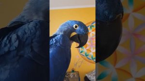 Попугай смеётся.  Гиацинтовый Ара,  попугай ара, Солдатский Ара, какаду Соломон.  Смешно. Приколы.