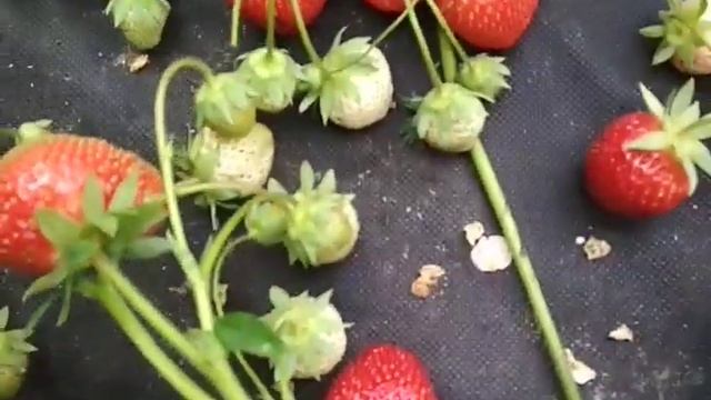 клубника Багота проверена годами смотреть онлайн