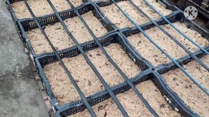 Выгонка тюльпанов на 8 марта  на опилках.