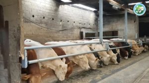 Feeding of beef cattle, Heiner Jaeger, Heinsberg, Germany