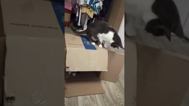 КАК ЭТО МОЖНО НАЗВАТЬ---ХАЛАБУДА ДЛЯ 🐱😺🐈КОТЕЕК.HOW CAN IT BE CALLED --- HALABUD FOR 🐱😺🐈CATS.