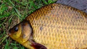 Клев карася в ноябре. Ловля карася в ноябре. Рыбалка осенью на карася.