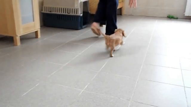 Азартис Женевьева 7 недель смотреть онлайн