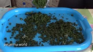 Как посушить листья малины -заготовка на зиму чай из малины.