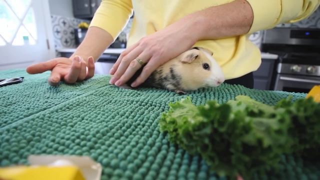 HOW TO: GUINEA PIG HEALTH CHECKS смотреть онлайн