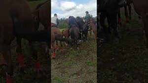 Бузкаши дар под Москва Раменский район