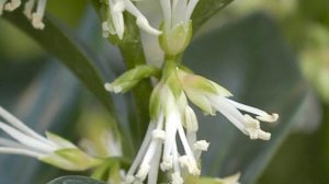 Sarcococca confusa I Winter flowering plants I Plants for winter interest in the garden