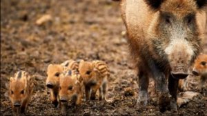 ✅ ОХОТА НА КАБАНА. ГДЕ ИСКАТЬ ДИКОГО КАБАНА? where to look for a wild boar?