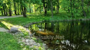 Уточки на Белкинских прудах в Обнинске