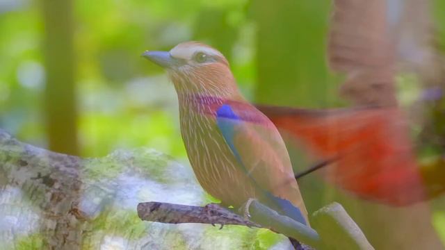 Most Colorful Birds In The World Part 2 | Stunning Nature | Birds Sounds | Learn Names Of Birds