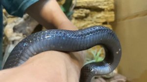 Змея укусила в палец. Кормление королевской змеи