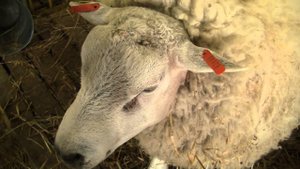 Овцы породы тексель на Всероссийской выставке овец г Элиста