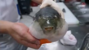 Как рыбу фугу кормили морковкой