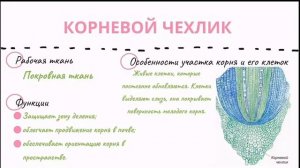 Корневые системы. Строение корня.