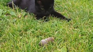 Сажика укусила мышь(((