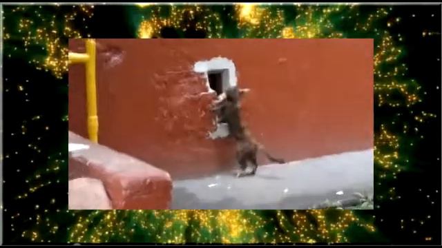 Обидно! С добычей, а домой попасть не может смотреть онлайн