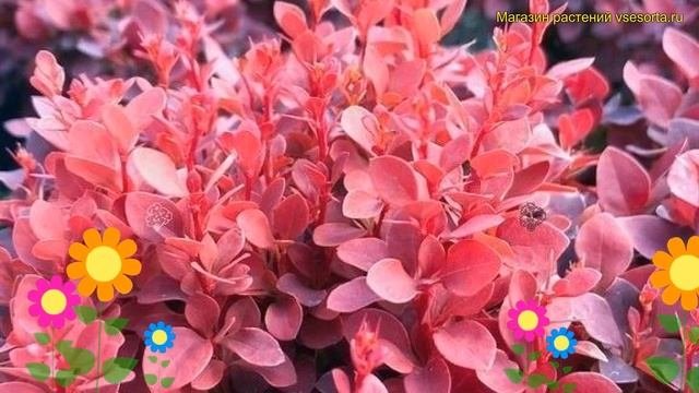 Барбарис тунберга. Краткий обзор, описание характеристик Berberis Thunbergii Ruby Cloud