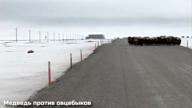 Собаки Окружили Барсука / Случаи с Животными Снятые на Камеру