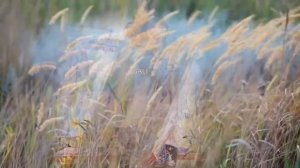 Я НАУЧИЛАСЬ ПРОСТО, МУДРО ЖИТЬ