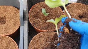 Пикирую рассаду тыкву в стаканчики Два способа.