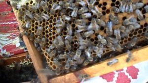 Подсадка пчелиной матки через колпачок !