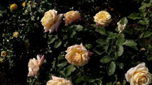 Роза Поль Рикард, ее мощь меня удивила даже в первый год! Роза Поль Рикар - мечта (Paul Ricard).