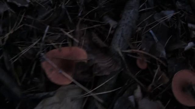 Лисички или нет ? Подскажите,пожалуйста !!! смотреть онлайн