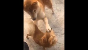 Смешное Видео Про Кошек И Собак Смотреть ? ? #17