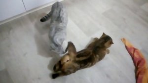 вязка шотландские вислоухие