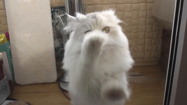 Кот танцует Тико-Тико Cat Dancing Tico-Tico Danse Cat Tico-Tico смотреть онлайн