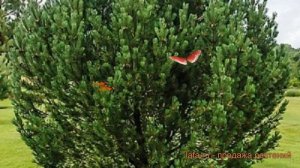 Сосна горная Унцината (pinus uncinata) ? сосна Унцината обзор: как сажать саженцы сосны Унцината