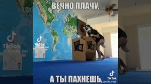 квд
