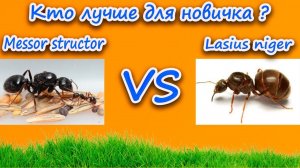 КАКИЕ МУРАВЬИ ПОДХОДЯТ ДЛЯ НОВИЧКА ?