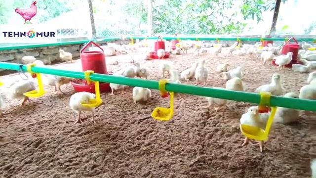 Поилка ниппельная с каплеуловителем A-3. TEHNOMUR смотреть онлайн