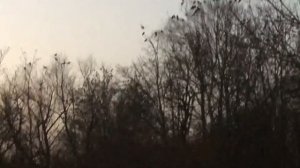 Birds Meeting in Erbach | Germany