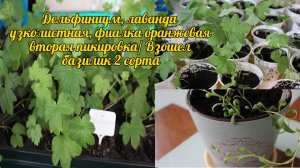 Дельфиниум, лаванда узколистная, фиалка оранжевая - ВТОРАЯ пикировка! Взошел базилик 2 сорта.