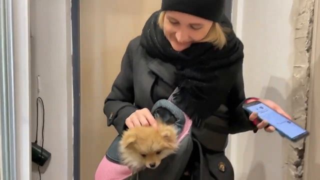 Морошка мама отзывы. Счастье близко, не упускай его! Купи шпица! Щенки померанского шпица.