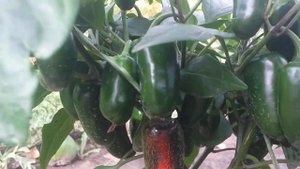 Обзор сортов горького перца 29.08.2020