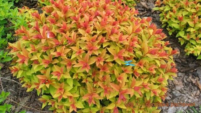 Спирея японская Голдфлейм (spiraea japonica goldflame) ? обзор: как сажать, саженцы спиреи Голдфлей